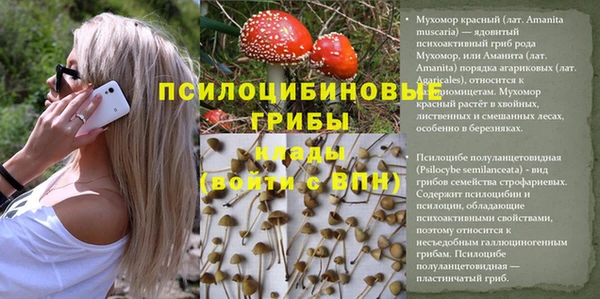 индика Верея